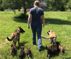 Belgian Malinois Puppy for sale in THAYER, MO, USA