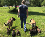 Small Belgian Malinois