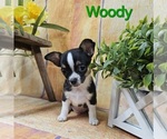 Puppy Woody Chihuahua