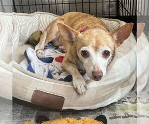 Chihuahua-Unknown Mix Dogs for adoption in Sanford, FL, USA