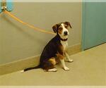 Small Beagle Mix