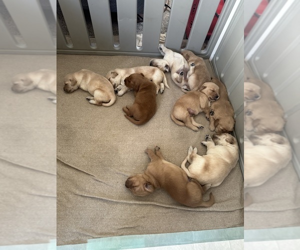 Medium Photo #3 Golden Retriever Puppy For Sale in AUSTIN, MN, USA