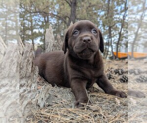 Labrador Retriever Puppy for Sale in FORT COLLINS, Colorado USA