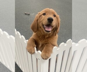 Golden Retriever Puppy for sale in LOUISVILLE, KY, USA