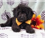 Small Photo #14 Cavapoo Puppy For Sale in LAKELAND, FL, USA
