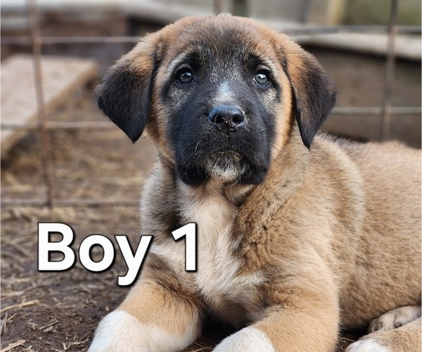 Medium Photo #1 Central Asian Shepherd Dog-Kangal Dog Mix Puppy For Sale in EIDSON, TN, USA