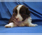 Small Photo #8 Miniature Australian Shepherd Puppy For Sale in HILLIARD, OH, USA