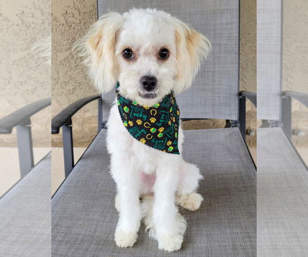 Medium Photo #3 Havamalt Puppy For Sale in Corona, CA, USA