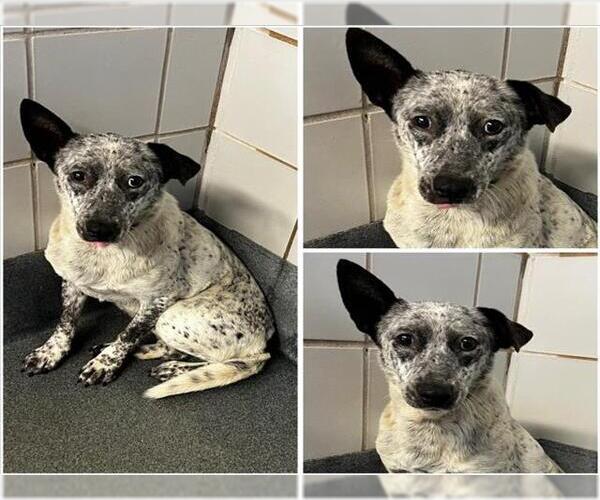 Medium Photo #1 Mutt Puppy For Sale in San Antonio, TX, USA