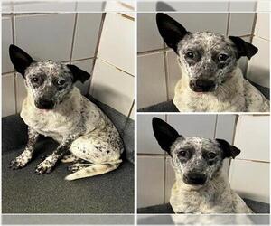 Mutt Dogs for adoption in San Antonio, TX, USA