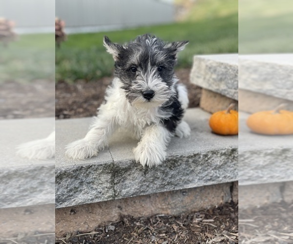 Medium Photo #3 Schnauzer (Miniature) Puppy For Sale in CANOGA, NY, USA