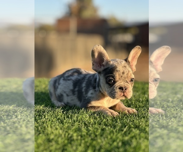Medium Photo #3 French Bulldog Puppy For Sale in STOCKTON, CA, USA