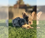 Small #2 French Bulldog