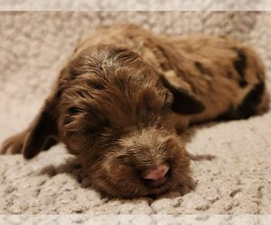 Aussiedoodle Puppy for sale in COLUMBIA, TN, USA