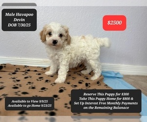 Poovanese Puppy for sale in TUCSON, AZ, USA