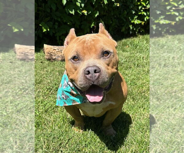 Medium Photo #7 American Staffordshire Terrier-Bulldog Mix Puppy For Sale in Redlands, CA, USA