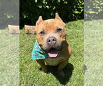 Small #6 American Staffordshire Terrier-Bulldog Mix