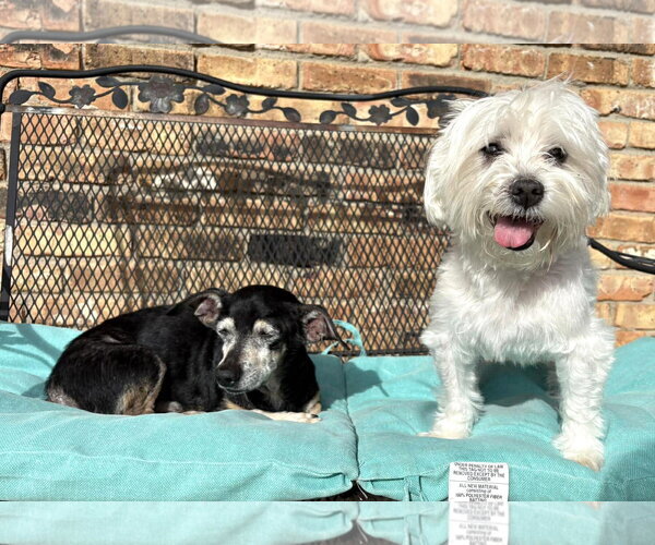 Medium Photo #14 Maltese Puppy For Sale in Boonton, NJ, USA