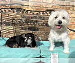 Small #13 Maltese
