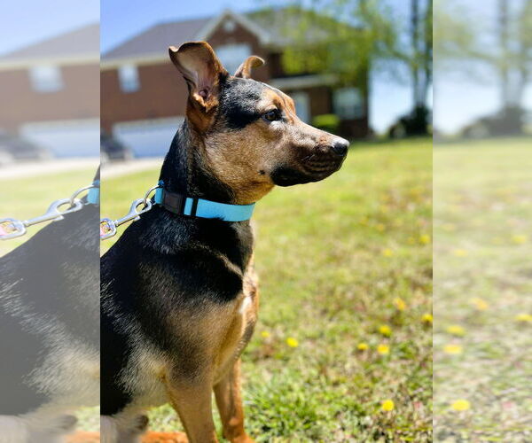 Medium Photo #14 Mutt Puppy For Sale in Crandall, GA, USA