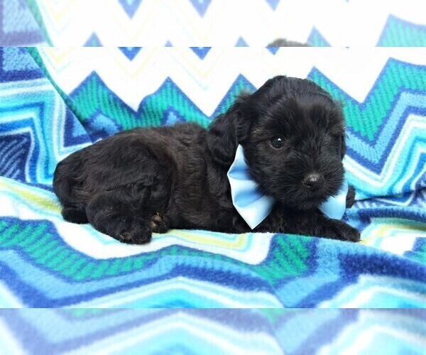 Medium Photo #4 Poodle (Toy)-Yorkshire Terrier Mix Puppy For Sale in LANCASTER, PA, USA