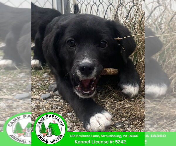 Medium Photo #1 English Shepherd Puppy For Sale in Stroudsburg, PA, USA