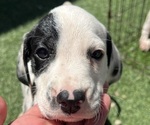 Puppy Puppy 4 Dalmatian