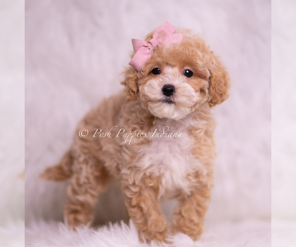 Medium Photo #4 Poodle (Toy) Puppy For Sale in WARSAW, IN, USA