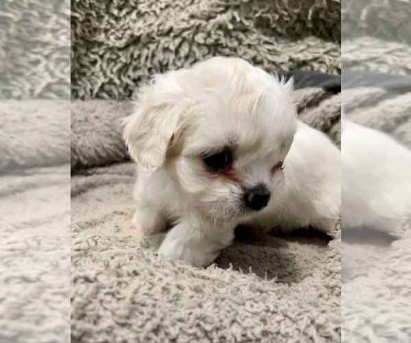 Medium Photo #6 Zuchon Puppy For Sale in RENO, NV, USA