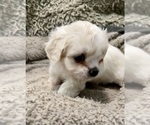 Small Photo #6 Zuchon Puppy For Sale in RENO, NV, USA