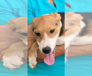 Mutt Dogs for adoption in Canton, CT, USA