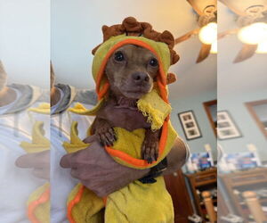 Chiweenie Dogs for adoption in Fruitland, SC, USA