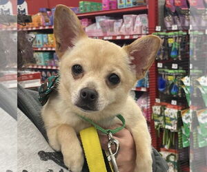 Chihuahua Mix Dog for Adoption in Rochester, New York USA