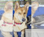 Small #1 Australian Shepherd-Huskies  Mix
