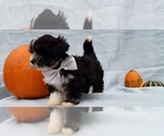 Small Photo #2 Bernedoodle Puppy For Sale in LANCASTER, PA, USA