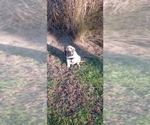 Small #46 Mastiff