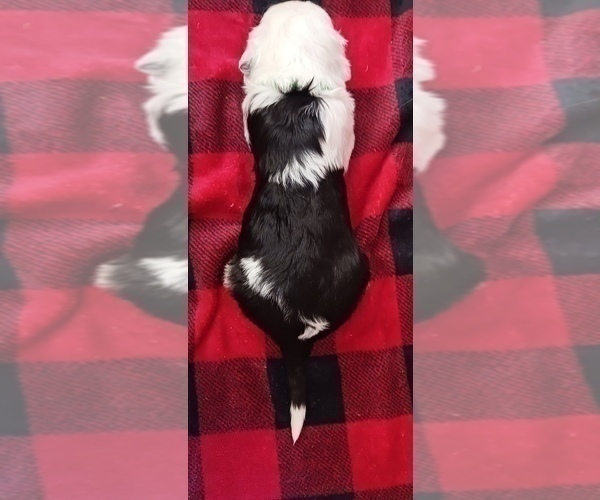 Medium Photo #1 Border Collie-Sheepadoodle Mix Puppy For Sale in MARATHON, WI, USA