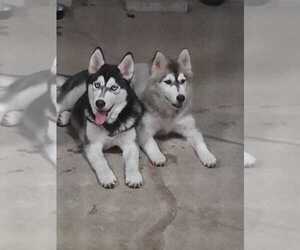 Father of the Siberian Husky puppies born on 10/31/2022