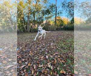 Labrador Retriever-Unknown Mix Dogs for adoption in Mount Pleasant, SC, USA