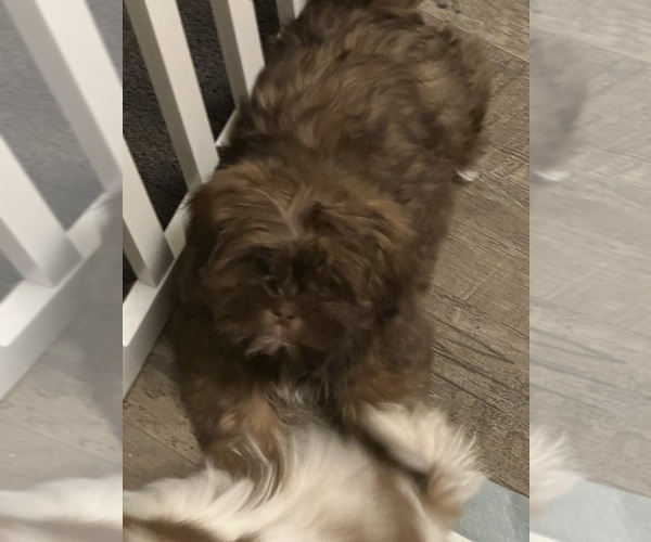 Medium Photo #4 Shih Tzu Puppy For Sale in MADISON, NC, USA
