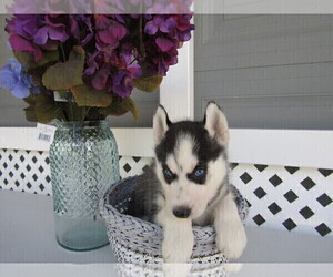 Siberian Husky Puppy for sale in INDIANAPOLIS, IN, USA