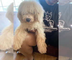 Golden Labrador-Labradoodle Mix Puppy for sale in CHARLOTTE, NC, USA