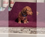 Small Photo #2 Dachshund Puppy For Sale in HURST, TX, USA