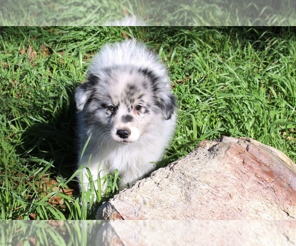 Medium Photo #26 Australian Shepherd Puppy For Sale in ACTON, CA, USA