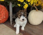 Small #1 Doodle-Poodle (Miniature) Mix