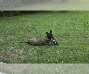 Mother of the Belgian Malinois puppies born on 06/12/2025