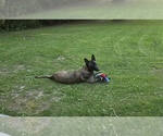 Small Photo #1 Belgian Malinois Puppy For Sale in WALES, WI, USA