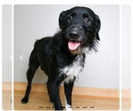 Small #7 Poodle (Standard) Mix