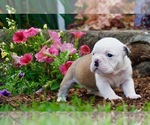 Small Photo #4 English Bulldog Puppy For Sale in NAPPANEE, IN, USA