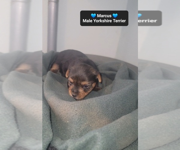 Medium Photo #3 Yorkshire Terrier Puppy For Sale in TUCSON, AZ, USA